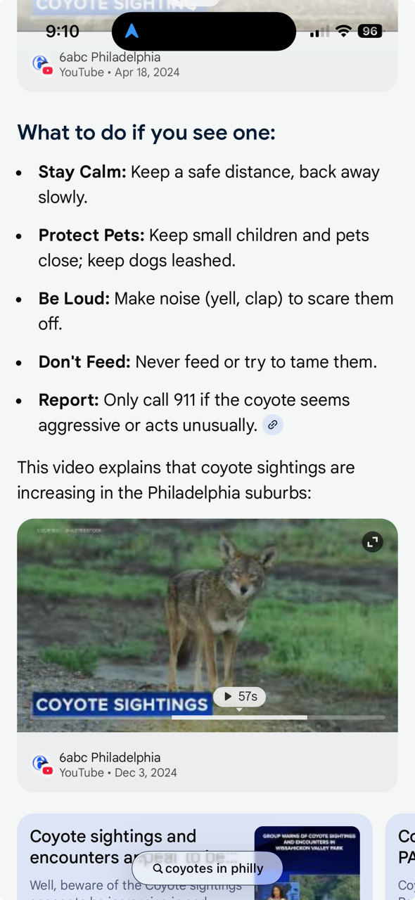 coyotes in philly - Google Search